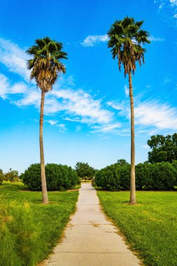 The slender palm trees decorate the park alleys. The magnificent City Park is favorite vacation spot for citizens and tourists. Unforgettable New Orleans. Beautiful autumn weather clipart