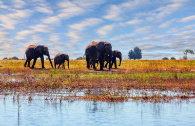 Fil sürüsü, devlet koruması altındaki pitoresk bir parkta yaşıyor. Chobe Nehri 'nin kıyısında. Chobe Ulusal Parkı Botswana 'daki en eski ulusal parktır. Afrika 'ya egzotik yolculuk.
