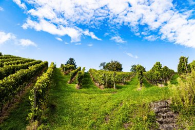 Germany. Picturesque Rhine hills. Beautiful sunny day. Even rows of well-tended grape vines. Ripe bunches of grapes. clipart