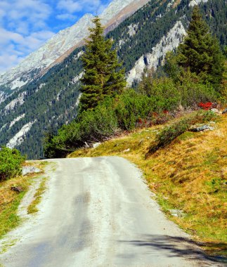 Krimmml şelaleleri dünyanın en güzel doğal yerlerinden biridir. Avusturya Alpleri. Evergreen ormanlarıyla kaplı dağlar. Alp çayırlarının sarı otları. 
