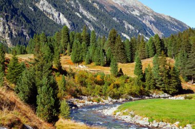 Avusturya Alpleri. Erimiş buzlu su akıntısı Krimmml Şelaleleri vadisine akar. Sonsuza dek yeşil ormanlarla kaplı dağlar.. 