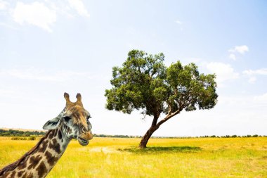 Funny long-necked giraffe. Lonely tree in the grass. Cloudy morning in the prairie. Magical Africa. Journey to the hot mysterious continent.  clipart