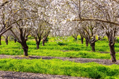 Unutulmaz badem çiçeği. Çiçek açan ağaçların dalları birbirine dolanır ve resim gibi bir çadır oluşturur. İsrail baharı şubatta geliyor. 