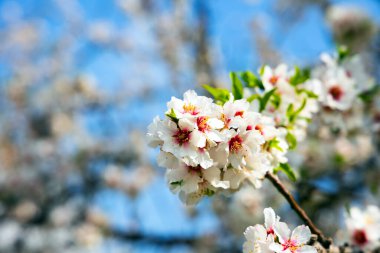 Branch of blooming almond tree with lush white - pink flowers. Spring came. Almond blossomed. The magnificent flowers exude sweet aroma. February in Israel. clipart