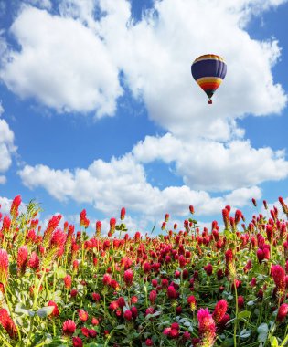 Parlak renkli sıcak hava balonu kırsal alanda uçuyor. Kırmızı çiçekler yumuşak tepeleri kaplıyor. Muhteşem kırsal manzaralar. Güney Moravya 'da gelişmiş ve gelişmiş tarım. 