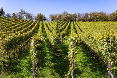 Rhineland, Kappelrodeck, Germany. Beautiful sunny autumn day. Ripe bunches of grapes. Even rows of well-tended grape vines are located on the Rhine hills clipart