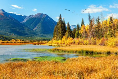 Suyun sessiz yüzeyi çamurla kaplıdır. Vermilion Gölleri. Kanada Kayalıkları. Parlak sarı çimenler ve gölleri çevreleyen görkemli dağlar. Park Banff. 