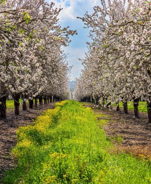İsrail. Şubat 'ta bahar günü. Badem ağaçları baharda çiçek açar. Badem ağaçlarının çiçek açtığı resim gibi bir sokak. Mavi gökyüzünde açık beyaz bulutlar. 