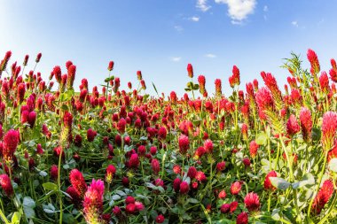 Kırmızı çiçeklerden oluşan parlak renkli halılar yumuşak tepeleri kaplıyor. Güney Moravya 'da gelişmiş ve gelişmiş tarım. Muhteşem kırsal alanlar.. 