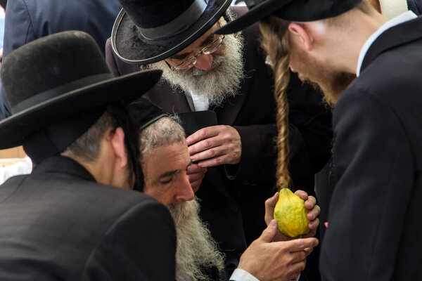 JERUSALEM, ISRAEL - SEPTEMBER 20, 2018: Religious Jews choose etrog-fruit of  magnificent tree. Traditional fair of ritual plants on the eve of Sukkot. The concept of religious and photo tourism