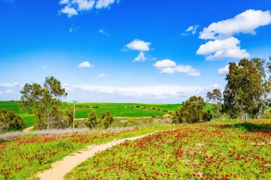 Düz toprak yol tepelerin arasında uzanıyor. İsrail 'in güney sınırı. Yeşil çimen halılar ve çiçek açan şakayıkların kırmızı lekeleri. Güzel Şubat günü.