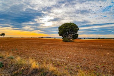 Hasattan sonra güzel tarlalar. Kırsal alanlarda çeşitli sarı, turuncu, terakotta tonları. Yuvarlak yeşil tacı olan resim gibi bir ağaç. Sonbahar gökyüzü. İspanya. 