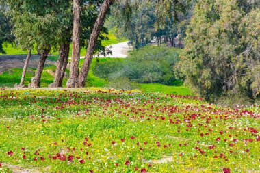 Harika bir bahar günü. Çiçek açan güzel yeşil park. İsrail. Beeri 'de bahar festivali, Gazze Şeridi sınırında. Yeşil çimenler ve çiçek açan şakayıklar