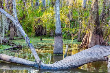 Louisiana bataklıklarında devrilmiş ağaçlar. Amerika 'ya git. Mississippi Havzası 'nın korunan bölgelerine tekne gezisi. Güzel, parlak sonbahar doğası.