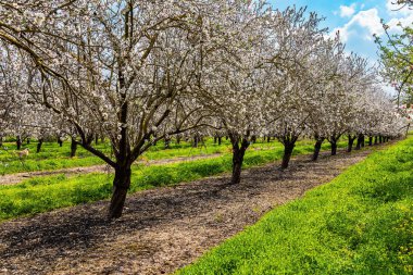 Badem ağaçları sıra sıra büyür. Pembe ve beyaz çiçekler tatlı koku yayar. İsrail baharı şubatta geliyor.