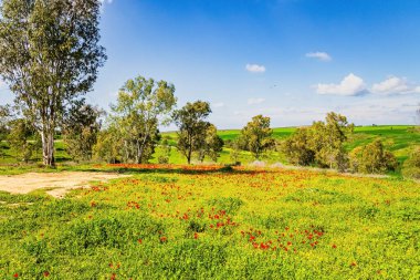 Yeşil çimen halılar ve çiçek açan şakayıkların kırmızı lekeleri. Saldırıdan sonra Gazze Şeridi sınırı. Sakin bir bahar sabahı. İsrail. 