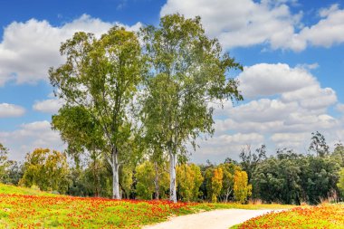 Şubat ayında güneşli sıcak bir gün. Parlak kırmızı şakayıklar ve yemyeşil çimenler. Güney İsrail. Kibbutz Ruhama. Resimli toprak yol tepeler arasında esiyor. 