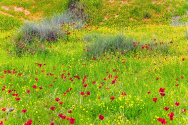 Parlak kırmızı şakayıklar ve yemyeşil çimenler. Güney İsrail. Kibbutz Ruhama çevresinde bahar çiçekleri ve vadiler. Doğa ilkbaharda canlanır.