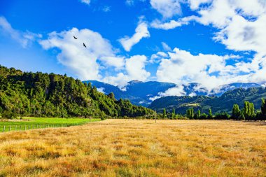 And Akbabası gökyüzünde uçuyor. Yeşil ve sarı çim tarlası. Ufuktaki muhteşem And Dağları bulutlarla kaplı. Efsanevi Carretera Austral. 