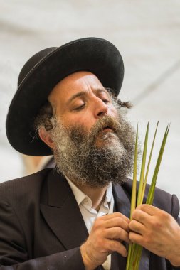 JERUSALEM, ISRAEL - 20 Eylül 2018: Siyah şapkalı Ortodoks Yahudi bir lulav seçer. Sukkot Güz Hasadı tatiline hazırlanıyorum. Etnografik ve fotoğraf turizmi kavramı