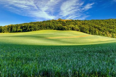 Parlak renkli çiçek halıları yumuşak tepeleri kaplıyor. Farklı renkte bahar çekimleri kırsal alanları resmediyor. Çek Cumhuriyeti. Güney Moravya. 