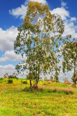 Kibbutz Ruhama çevresinde bahar çiçekleri ve vadiler. Parlak kırmızı şakayıklar ve yemyeşil çimenler. Doğa ilkbaharda canlanır. Güney İsrail.