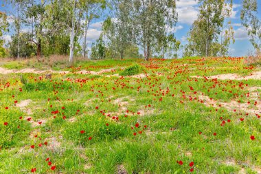 Parlak kırmızı şakayıklar ve yemyeşil çimenler. Güney İsrail. Kibbutz Ruhama çevresinde bahar çiçekleri ve vadiler. Şubat 'ta güneşli bir gün