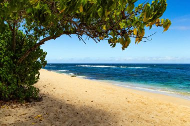 Muhteşem Oahu adası. Güzel kumlu sahil. Tropik ağaçların altında kalın ve serin bir gölge. Hawaii takımadaları. Polinezya.