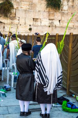 JERUSALEM, ISRAEL - 26 Eylül 2018: Büyük Yahudi bayramı - Sukkot bir tarım hasat festivali. Aşırı Ortodoks Yahudiler Batı Duvarı 'nda dua ediyorlar. Yahudilerin dört adet ayin bitkisi var.. 