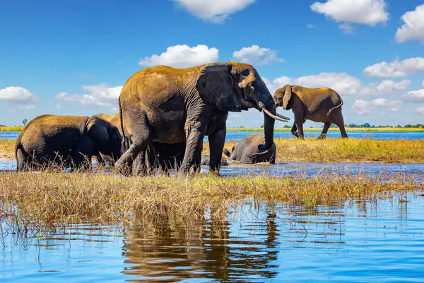 Chobe Nehri. Fil sürüsü devlet koruması altında parkta yaşıyor. Afrika 'ya egzotik bir yolculuk. Chobe Ulusal Parkı Botswana 'daki en eski ulusal parktır.. 