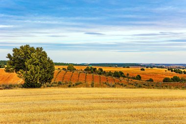 Hasattan sonra güzel tarlalar. Sonbahar gökyüzü hafif bulutlarla kaplıdır. Parlak resimli sonbahar tarlaları. İspanya 'ya iyi yolculuklar..