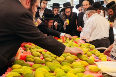 JERUSALEM, ISRAEL - 20 Eylül 2018: Dört çeşit bitki pazarı açılıyor. Siyah şapkalı dindar Yahudiler etrogları seçiyor. Muhteşem bir ağacın meyvesi Etrog 'dur.. 
