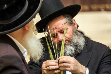 JERUSALEM, ISRAEL - 20 Eylül 2018: Dindar adamlar - siyah şapkalı Yahudiler lulavı dikkatle seçtiler. Kudüs 'te tatil öncesi çarşı. Dini, etnografik ve fotoğraf turizmi kavramı