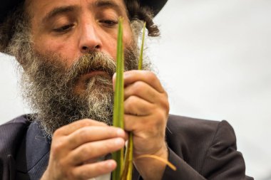 JERUSALEM, ISRAEL - 20 Eylül 2018: siyah şapkalı dindar Yahudi dikkatle lulav seçiyor. Sukkot Güz Hasadı tatiline hazırlanıyorum. Etnografik ve fotoğraf turizmi kavramı