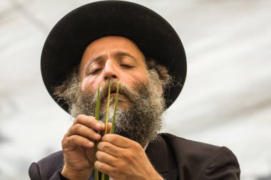 JERUSALEM, ISRAEL - 20 Eylül 2018: siyah şapkalı dindar Yahudi dikkatle lulav seçiyor. Sukkot Güz Hasadı tatiline hazırlanıyorum. Etnografik ve fotoğraf turizmi kavramı