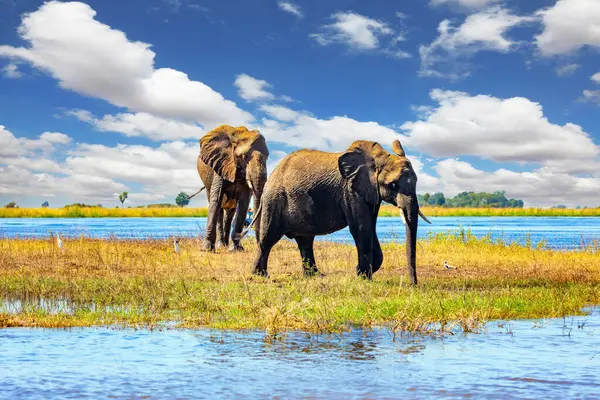 Filler suda yıkanır. Afrika 'ya egzotik bir yolculuk. Botswana 'daki Chobe Ulusal Parkı. Filler Chobe Nehri 'nin kıyısında toplandı..
