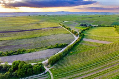 Resimli, yeşil filizlerle ekilmiş tarlalar. Güney Moravya 'daki Vineyard Hradistek, Çek Cumhuriyeti. Kuş bakışı çekim yapmak. Avrupa 'nın merkezinde harika bir ülke. 