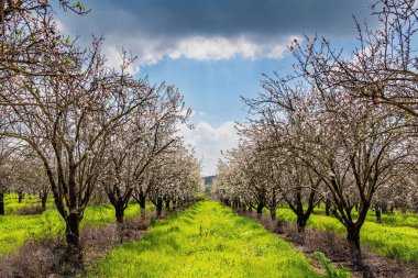 Badem ağaçları baharda çiçek açar. Badem ağaçlarının çiçek açtığı resim gibi bir sokak. Mavi gökyüzünde açık beyaz bulutlar. İsrail. Şubat 'ta bahar günü. 
