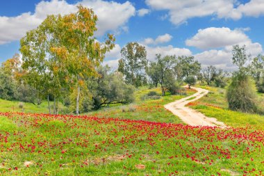 Tepeler arasında resimli toprak yol esiyor. Şubat ayında güneşli sıcak bir gün. Parlak kırmızı şakayıklar ve yemyeşil çimenler. Güney İsrail. Kibbutz Ruhama. 