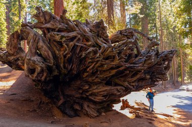 Düşmüş sekoya. Kameralı kadın devrilmiş ağacın yanında. Güney Sierra Nevada 'daki Sequoia Parkı. Kaliforniya, ABD. 