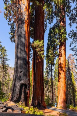 Sequoias yeryüzündeki en eski ağaçtır. Kaliforniya, ABD. Sequoialar ipeksi, terakotta renkli kabukları olan muhteşem dev ağaçlardır. Sequoia Park 'ta güneşli bir gün..