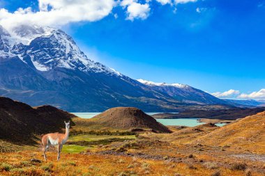 Şilili Torres del Paine. Patagonya. Vahşi guanaco çayırda otluyor. Los Cuernoss 'un karla kaplı kara kayalıkları. Pehoe Gölü' nün masmavi renkli suları eriyen buzullardan..