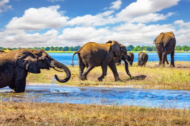  Büyük bir fil sürüsü devlet koruması altında parkta yaşıyor. Chobe Nehri. Botswana 'da. Afrika ve dünyadaki en büyük vahşi hayvan konsantrasyonu..