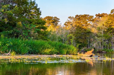 Gün batımı. Louisiana bataklıkları. Mississippi Havzası 'nın korunan bölgelerine tekne gezisi. New Orleans bölgesi. Ayna suyundaki yansımalar. Amerika 'ya Seyahat. 