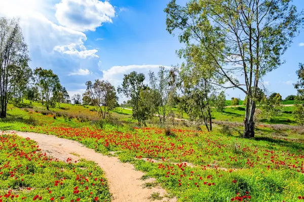 Toprak yol tepelerin arasında uzanıyor. Bahar sabahı. Çiçek açan yeşil ve kırmızı bahar. İsrail 'in güney sınırı. Güzel bulutlu bir gün. 