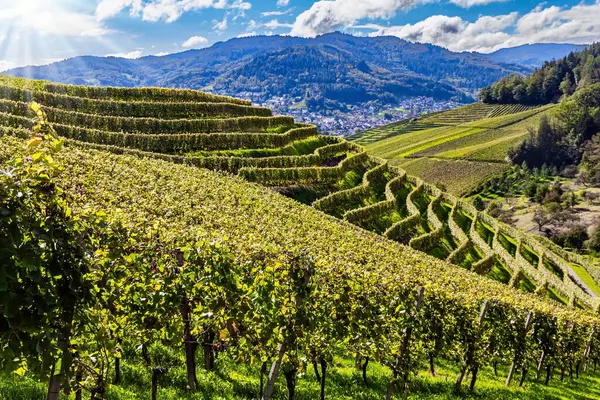 Ren tepelerindeki Kappelrodeck kasabası. Güzel bir gün. Almanya. Hatta iyi döşenmiş üzüm bağları bile. Olgun üzüm demetleri