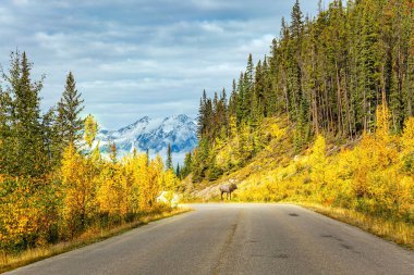 Jasper 'ı. Dallı geyik boynuzları yol kenarında otluyor. Sessiz bulutlu bir sonbahar günü. Maligne Gölü 'ne giden harika asfalt yol. Alberta, Kanada, 