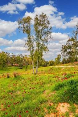 Parlak kırmızı şakayıklar ve yemyeşil çimenler. Kibbutz Ruhama çevresinde bahar çiçekleri ve vadiler. Şubat 'ta güneşli bir gün. İsrail.