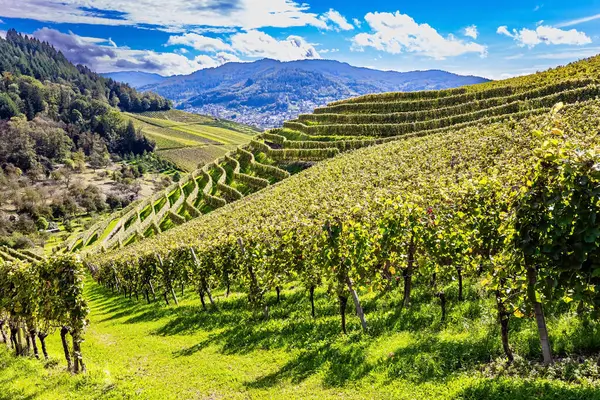 Kappelrodeck, Almanya. Şarap ve üzüm bağları diyarına yolculuk. Güneşli bir sonbahar günü. Güzel döşenmiş üzüm bağları bile Ren tepelerinde resmedilmiş.. 