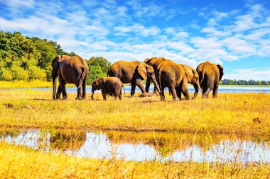 Fil sürüsü devlet koruması altında parkta yaşıyor. Hayvan suya gider. Chobe Nehri. Chobe Ulusal Parkı Botswana 'daki en eski ulusal parktır. Afrika 'ya egzotik yolculuk